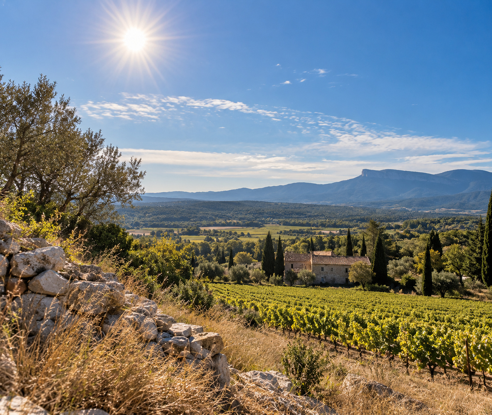 Paysage du sud de la France très ensoleillé avec vignobles et végétation sèche
