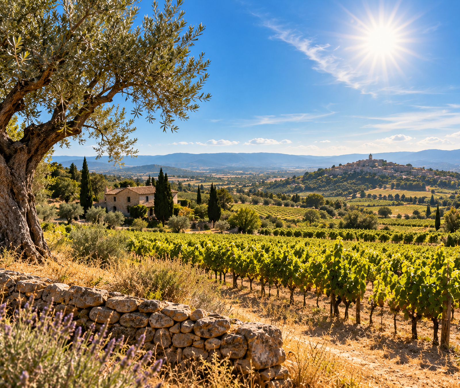 Paysage du sud de la France très ensoleillé avec vignobles et végétation sèche