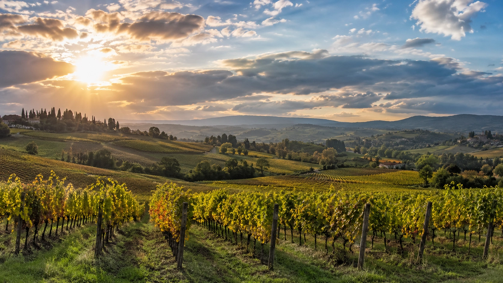 Vignobles français vallonnés sous une lumière chaude avec quelques nuages.